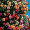 Roseira Trepadeira Sementes de Flores de Rosa
