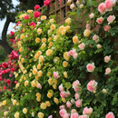 Roseira Trepadeira Sementes de Flores de Rosa